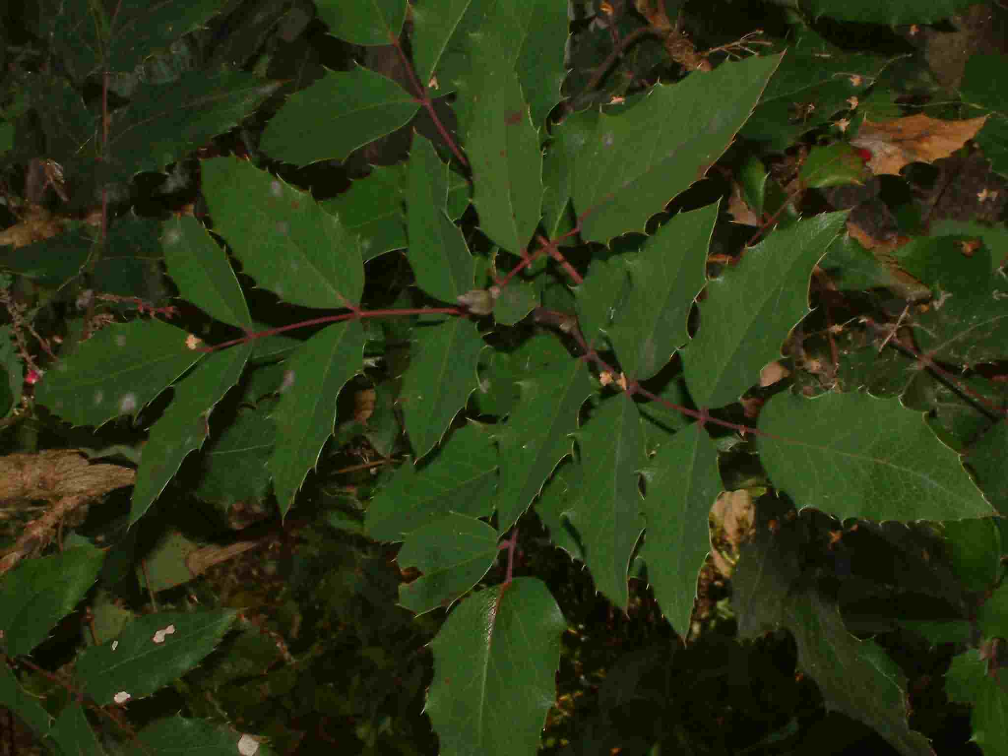 Mahonia aquifolium 2