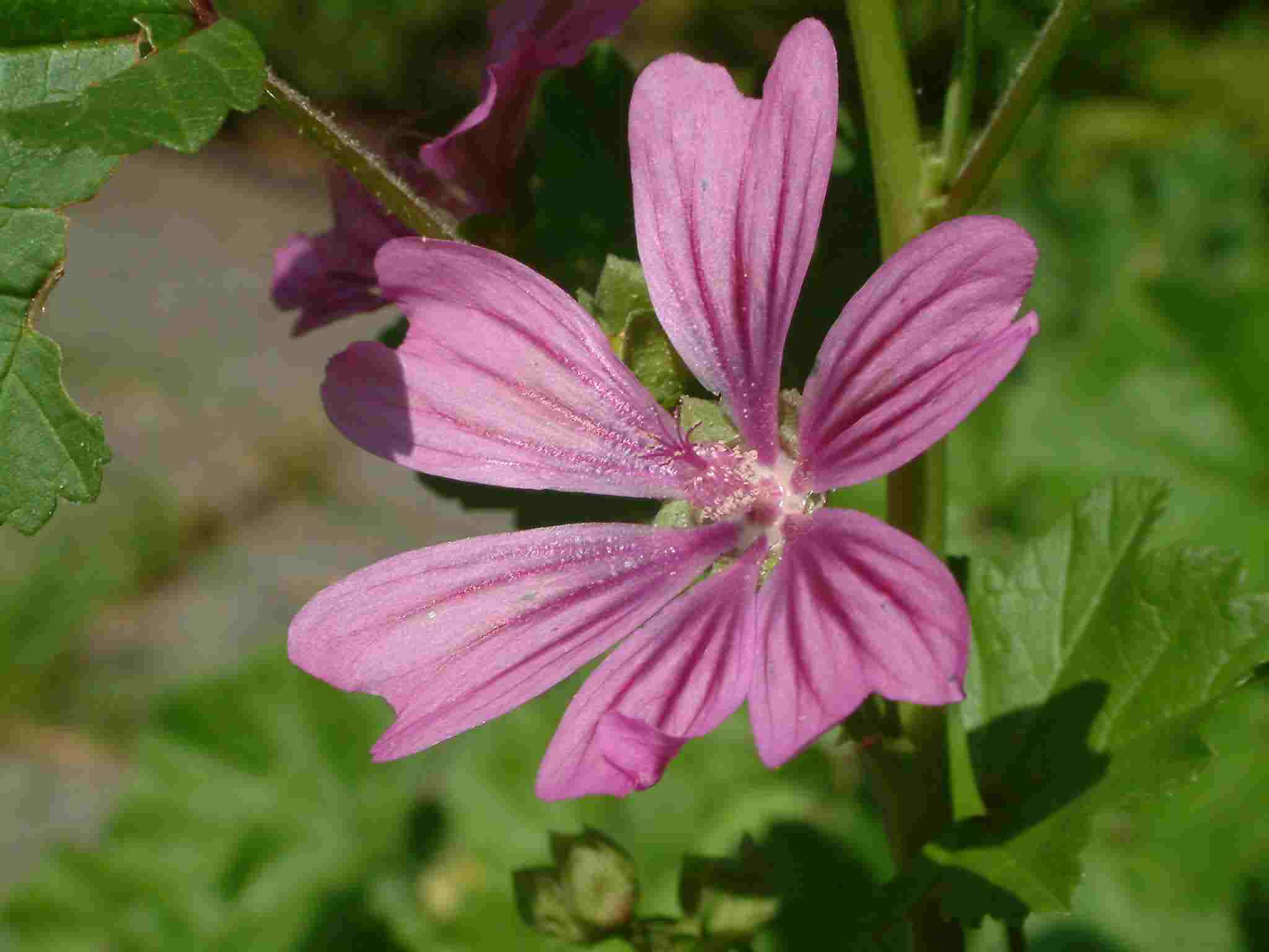 Malva sylvestris 2