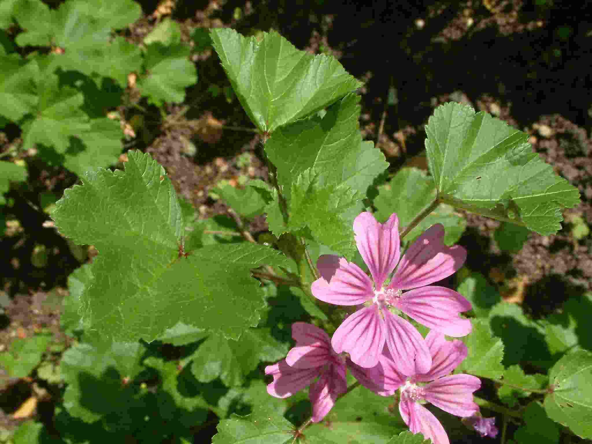 Malva sylvestris 1