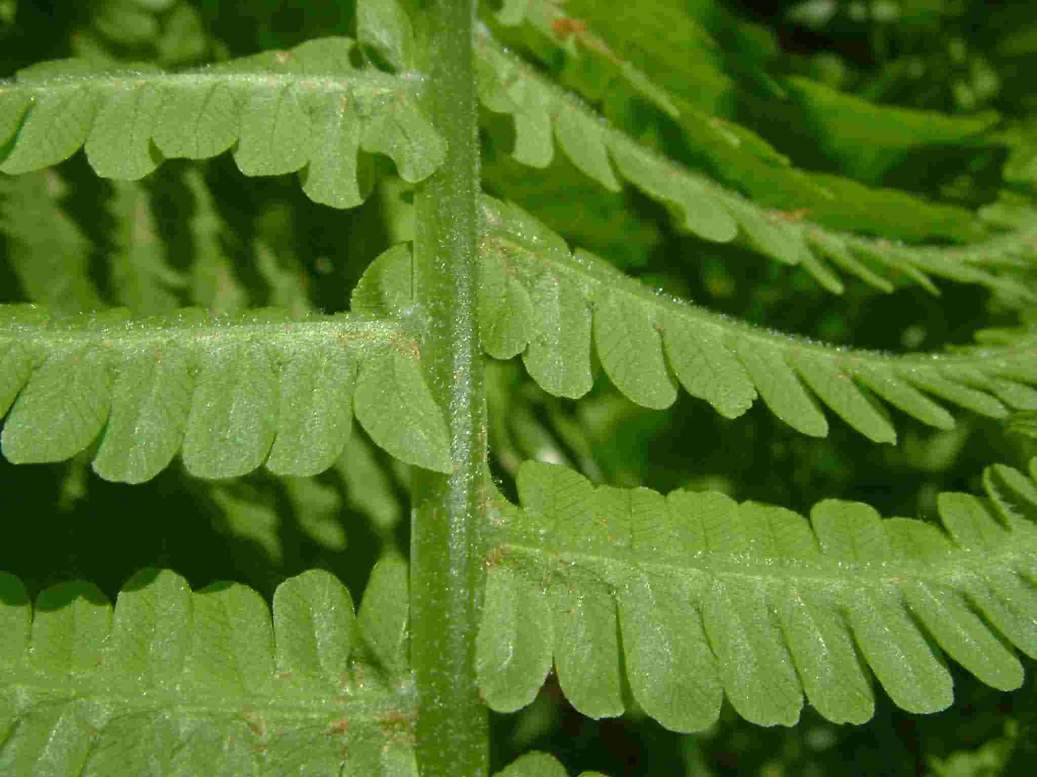 Matteuccia struthiopteris 3