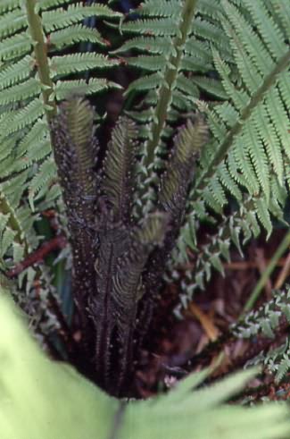 Matteuccia struthiopteris 2