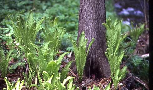 Matteuccia struthiopteris 1
