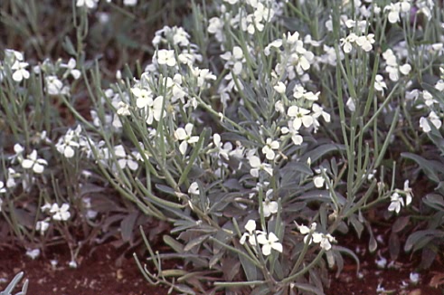 Matthiola incana 1