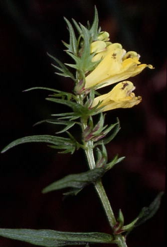 Melampyrum pratense 2