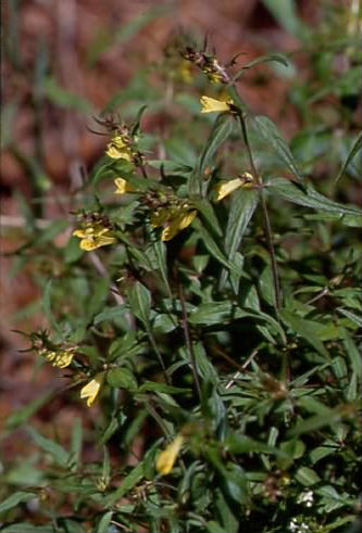 Melampyrum pratense 1