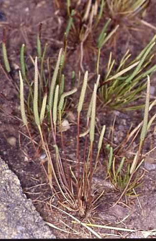 Myosurus minimus 2