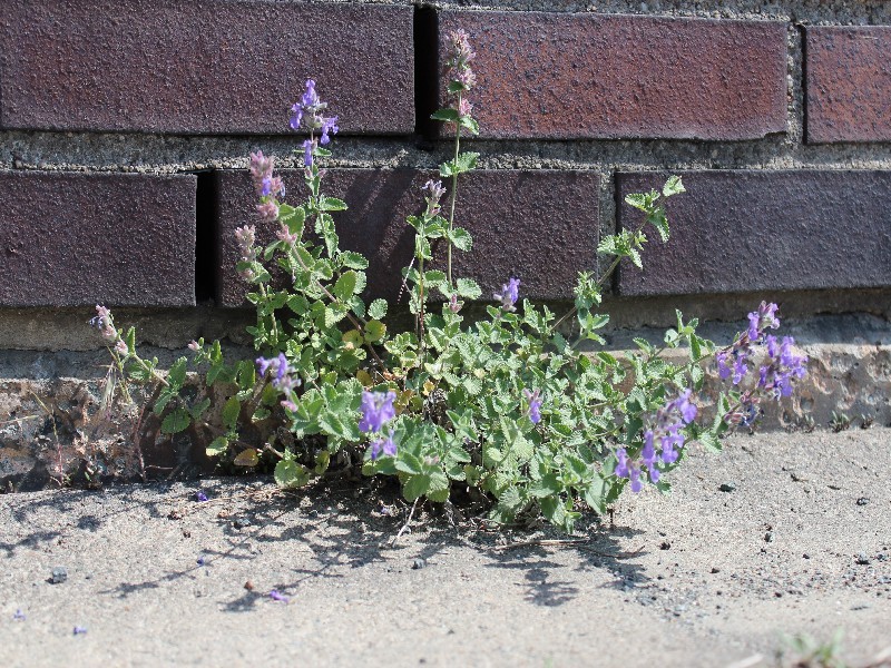 Nepeta × faassenii
