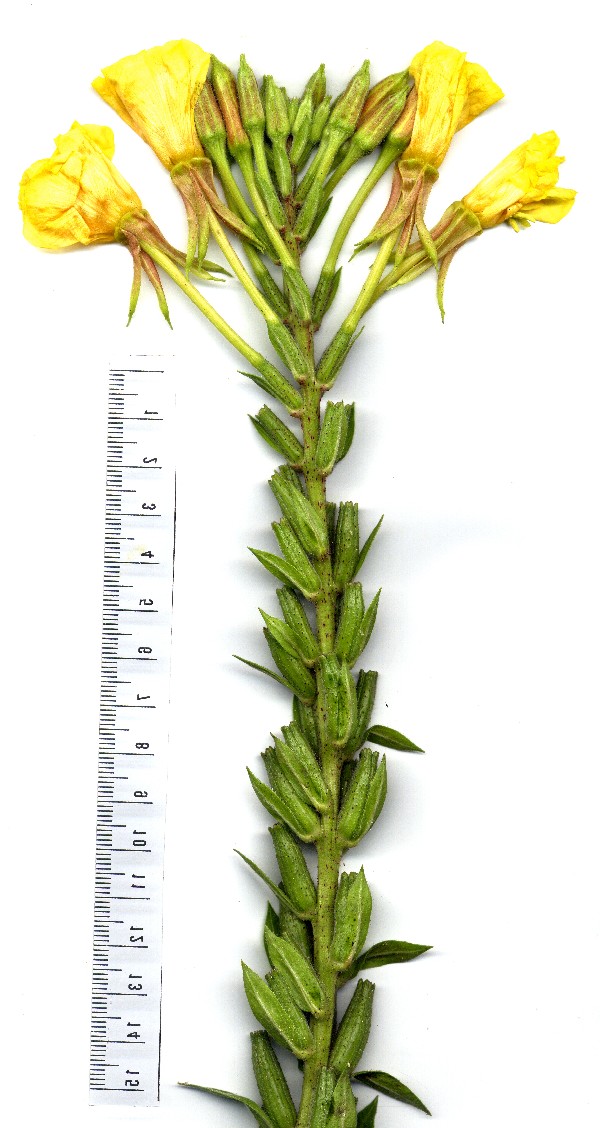 Oenothera fallax 2
