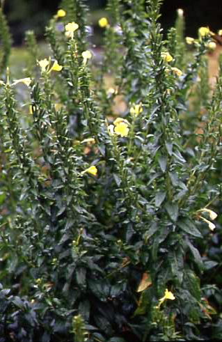 Oenothera parviflora 1