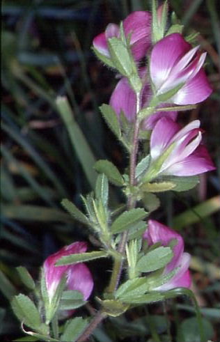 Ononis repens 1