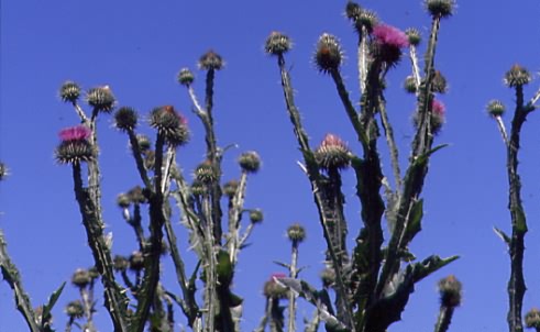 Onopordum acanthium 1