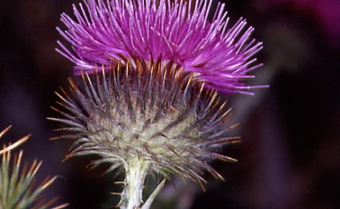 Onopordum acanthium 2
