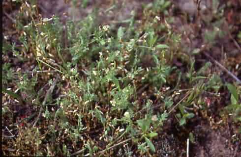 Ornithopus perpusillus 1