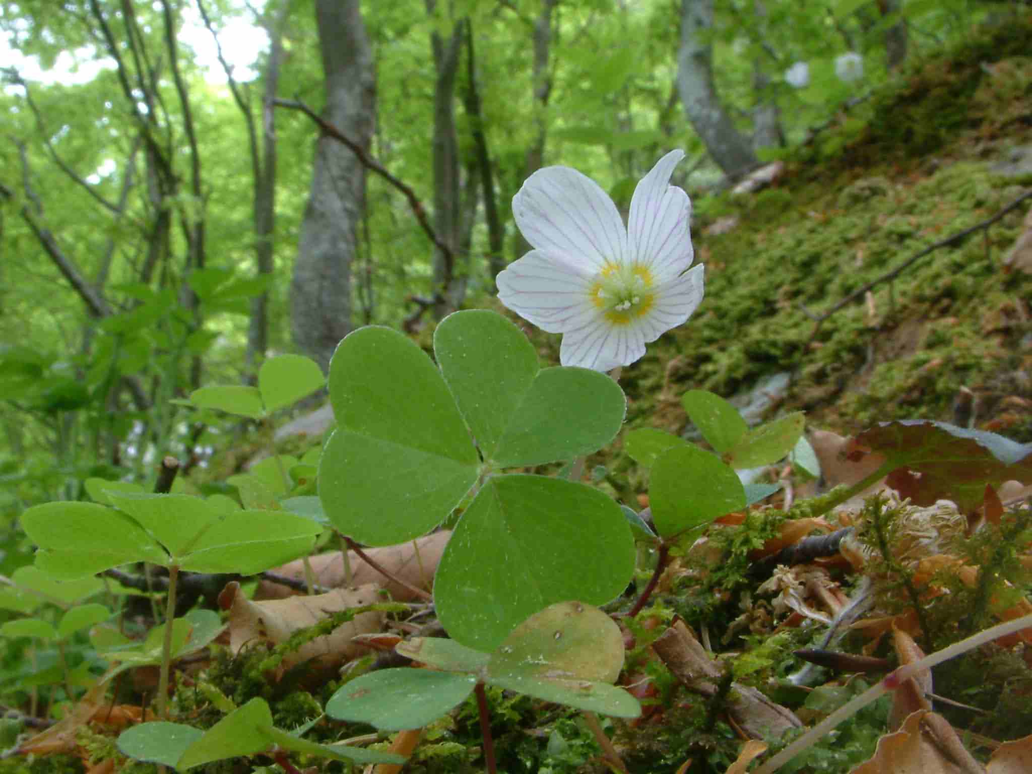 Oxalis acetosella 1