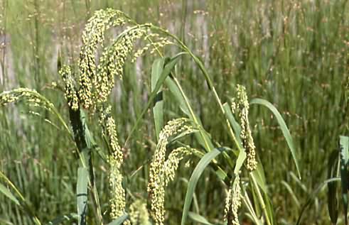 Panicum miliaceum 2