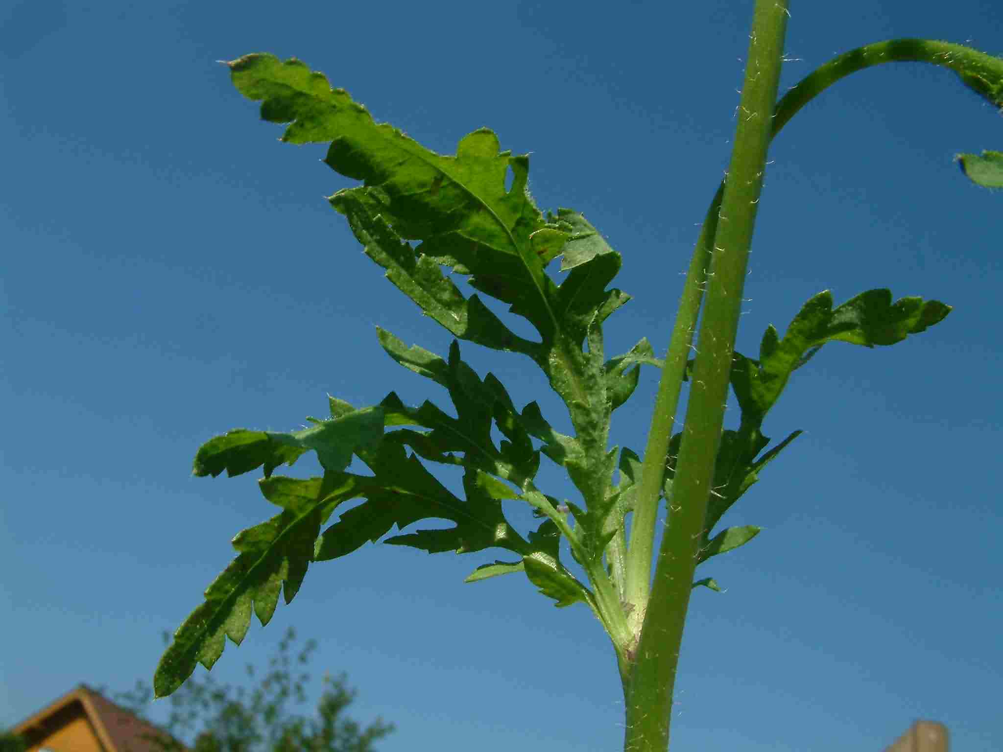 Papaver rhoeas 4