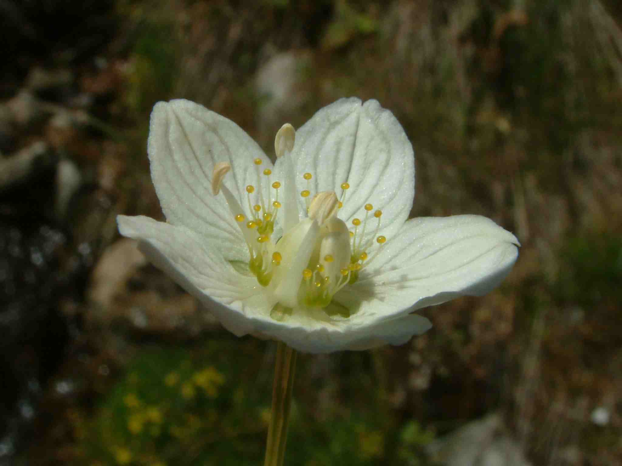Parnassia palustris 2