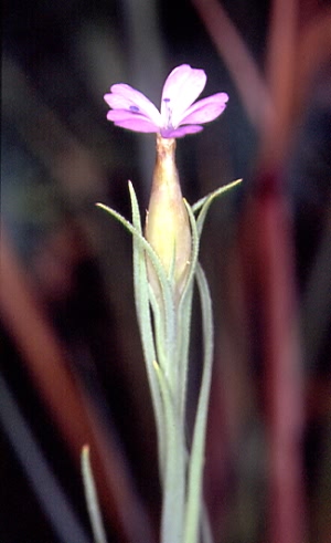 Petrorhagia prolifera