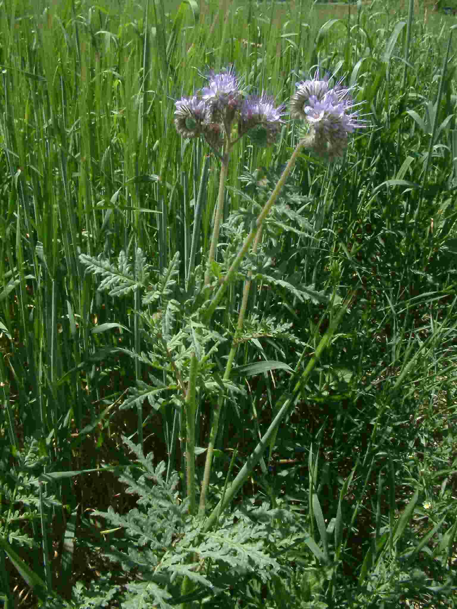 Phacelia tanacetifolia 1
