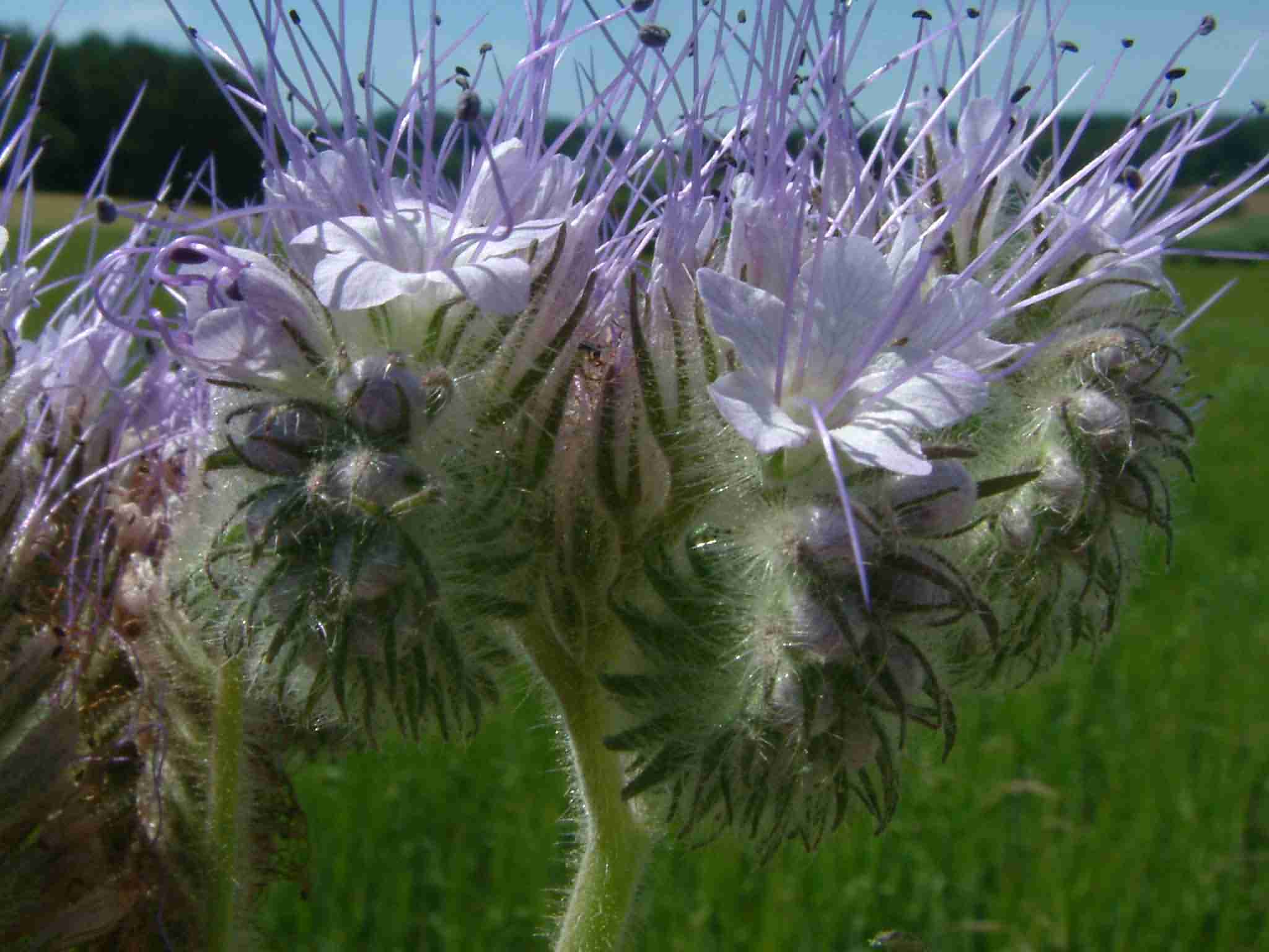 Phacelia tanacetifolia 2