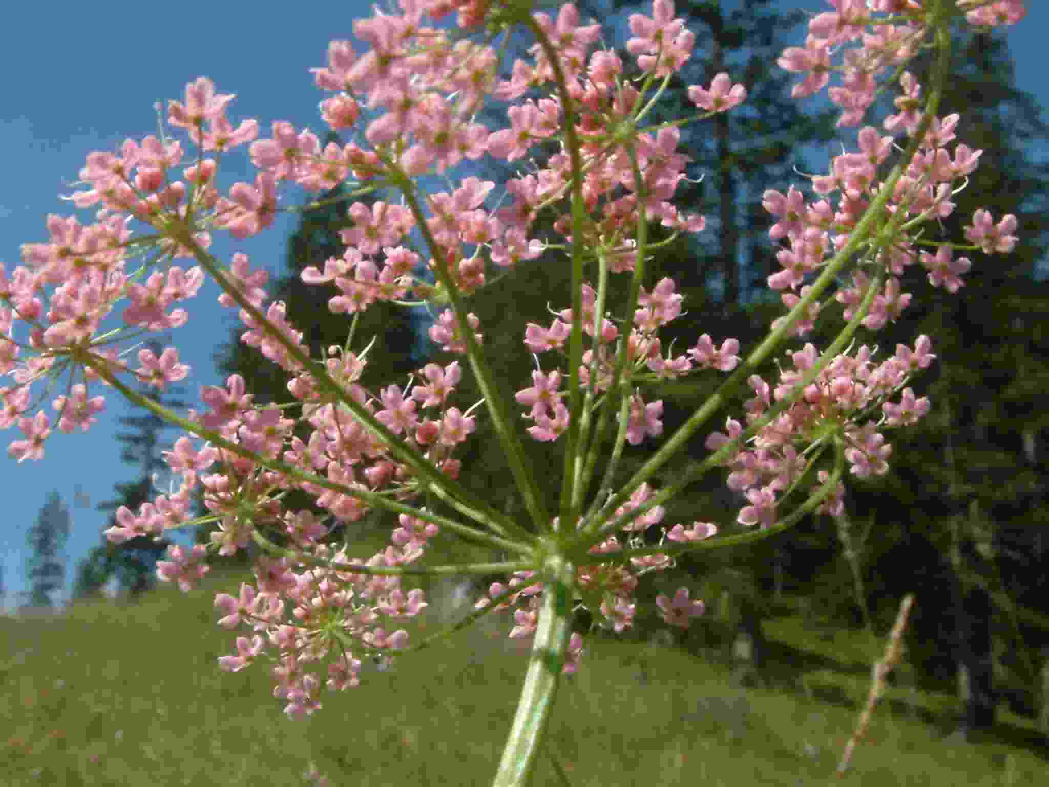 Pimpinella major 2