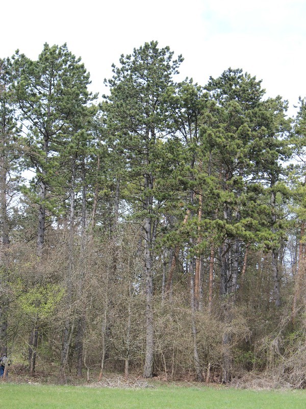 Pinus nigra