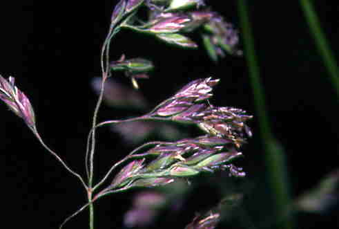 Poa pratensis 2