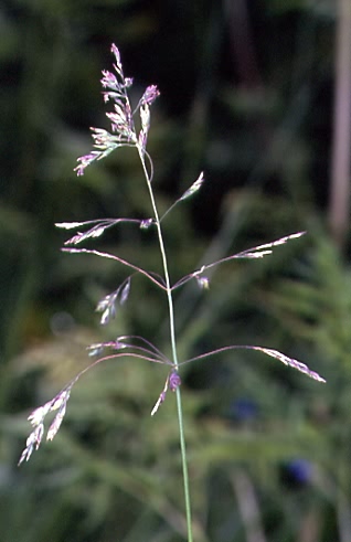 Poa pratensis 1