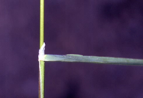 Poa trivialis 2