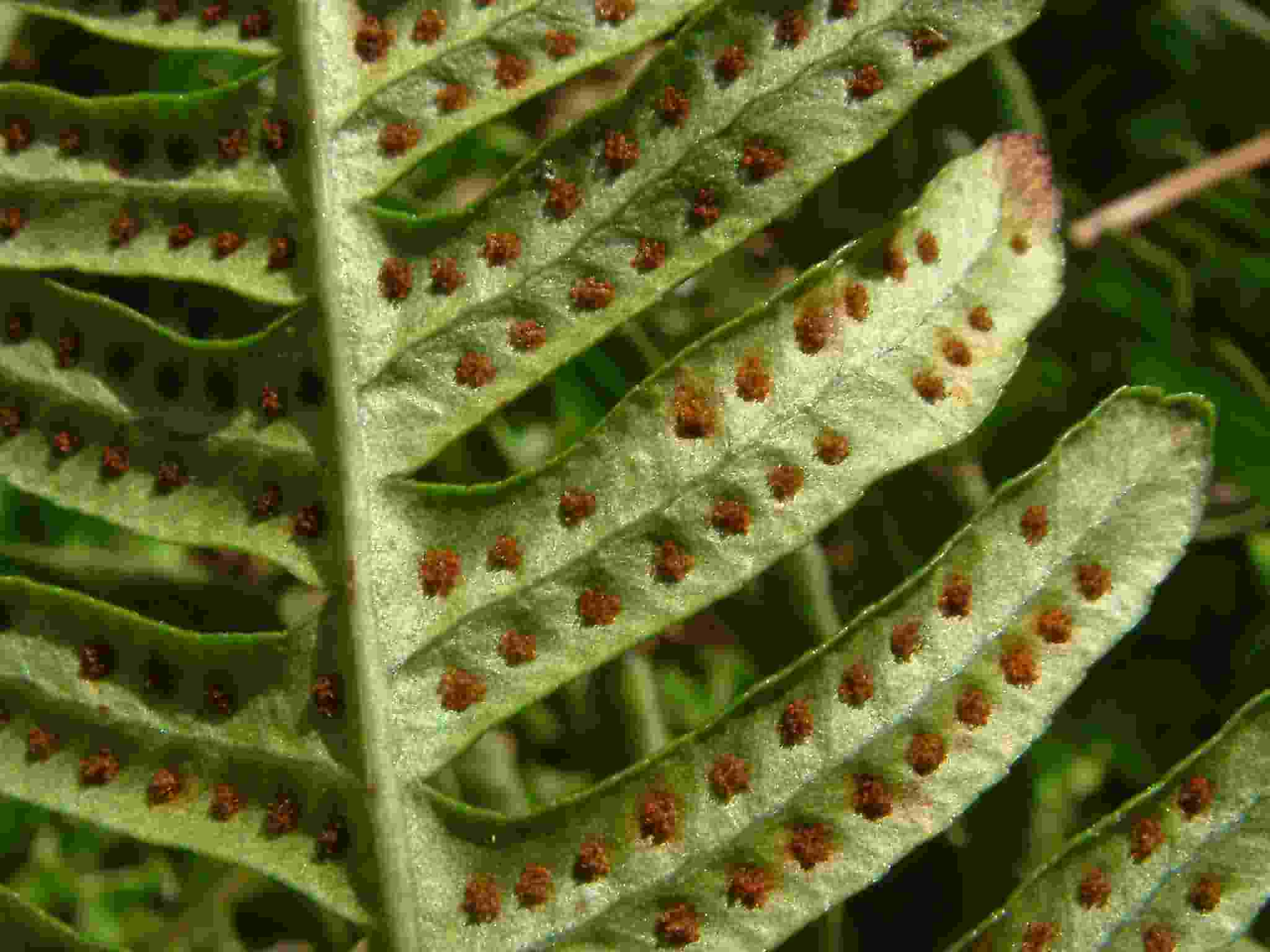 Polypodium interjectum 3