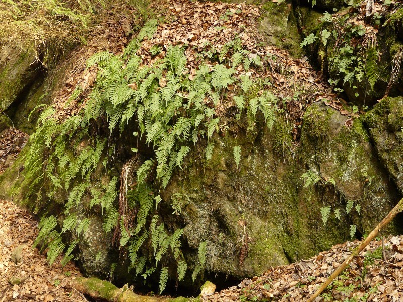 Polypodium vulgare 1