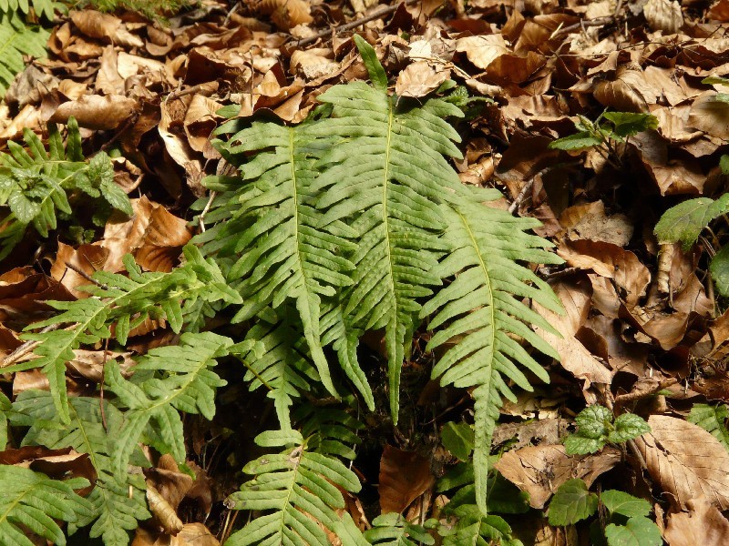 Polypodium vulgare 2