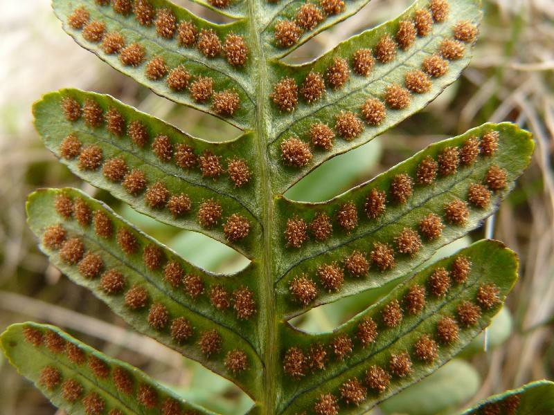 Polypodium vulgare 3