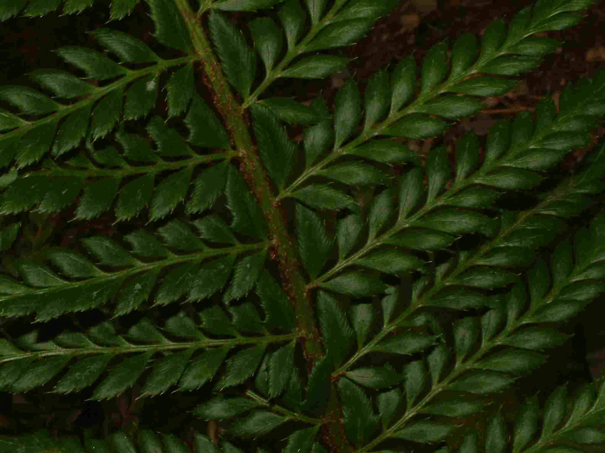 Polystichum aculeatum 2
