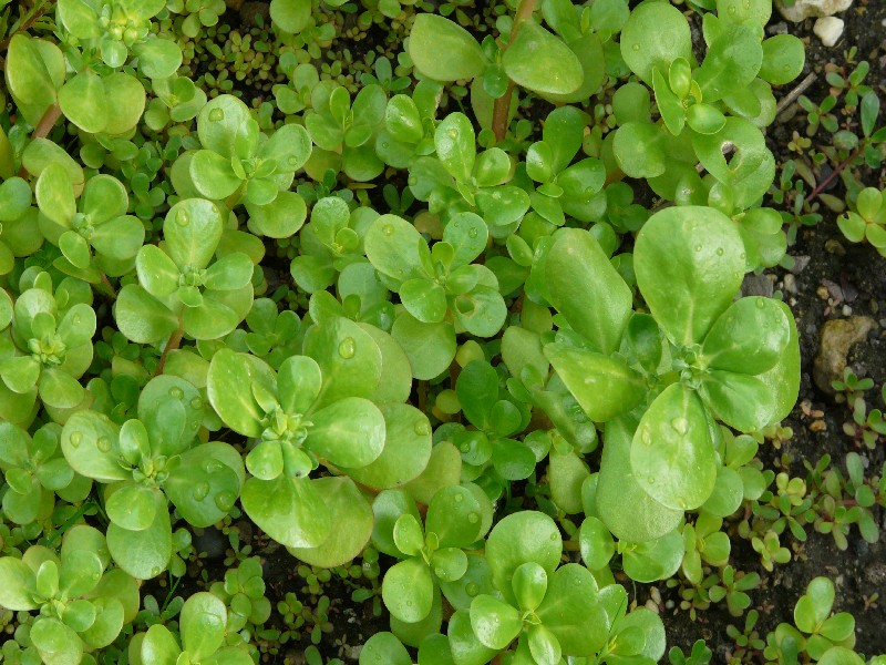 Portulaca oleracea 3