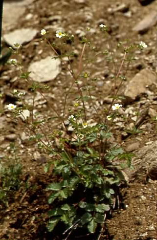 Potentilla rupestris 1
