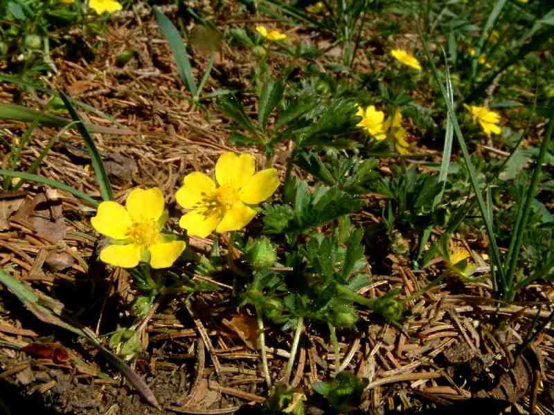 Potentilla tabernaemontani 1