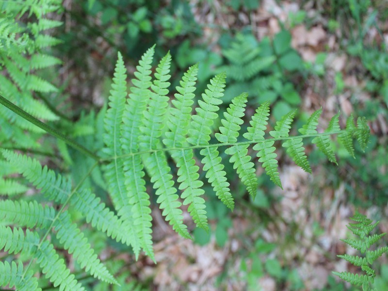 Pteridium aquilinum 3