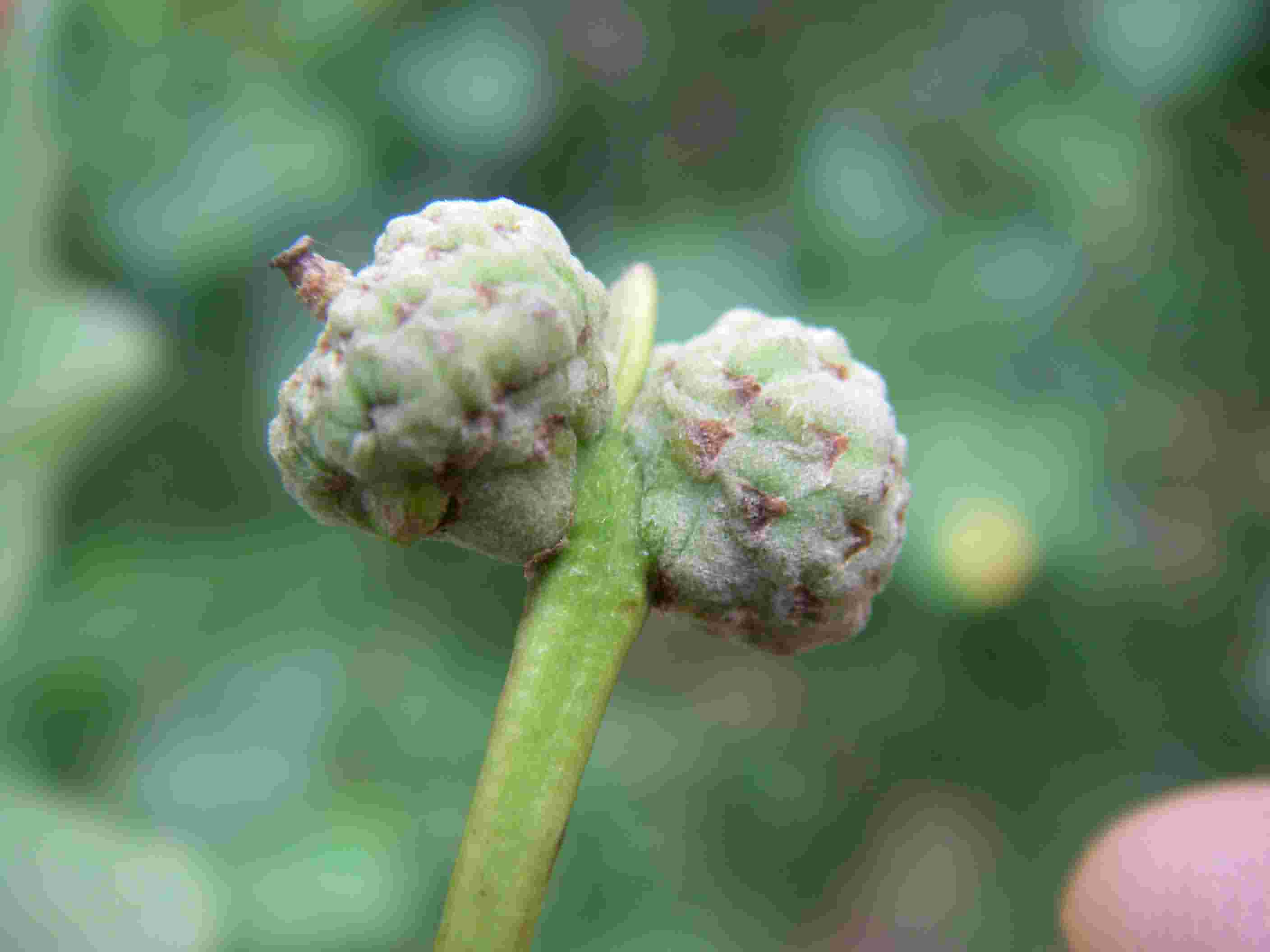 Quercus robur 2