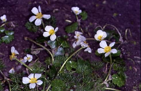 Ranunculus aquatilis agg. 1