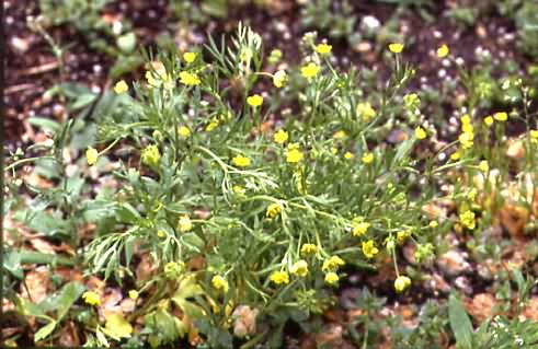 Ranunculus arvensis 1