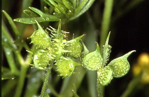 Ranunculus arvensis 2