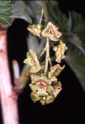 Ribes rubrum 2