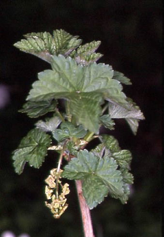 Ribes rubrum 1