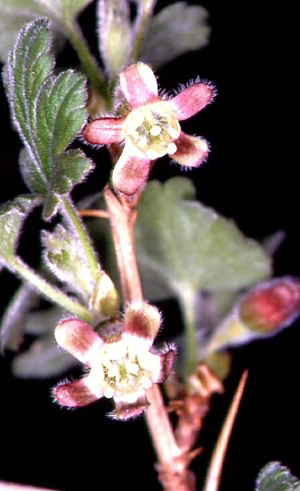 Ribes uva-crispa 2