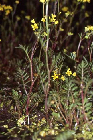 Rorippa sylvestris 1