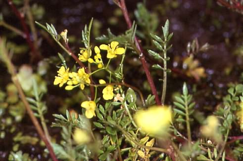 Rorippa sylvestris 2