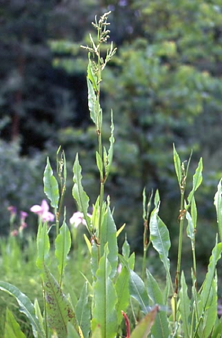 Rumex hydrolapathum 1