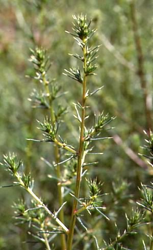 Salsola kali 1