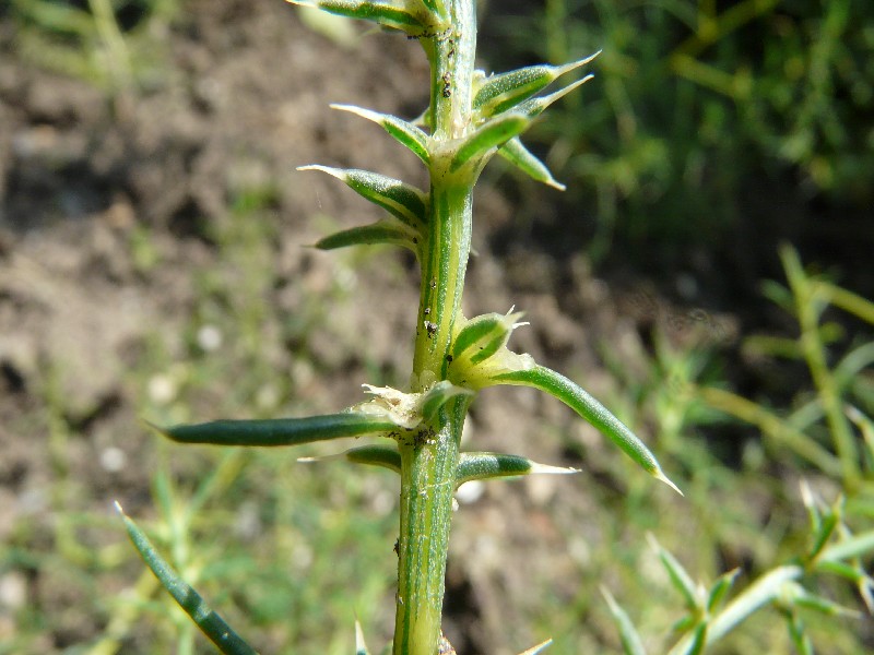 Salsola kali 2